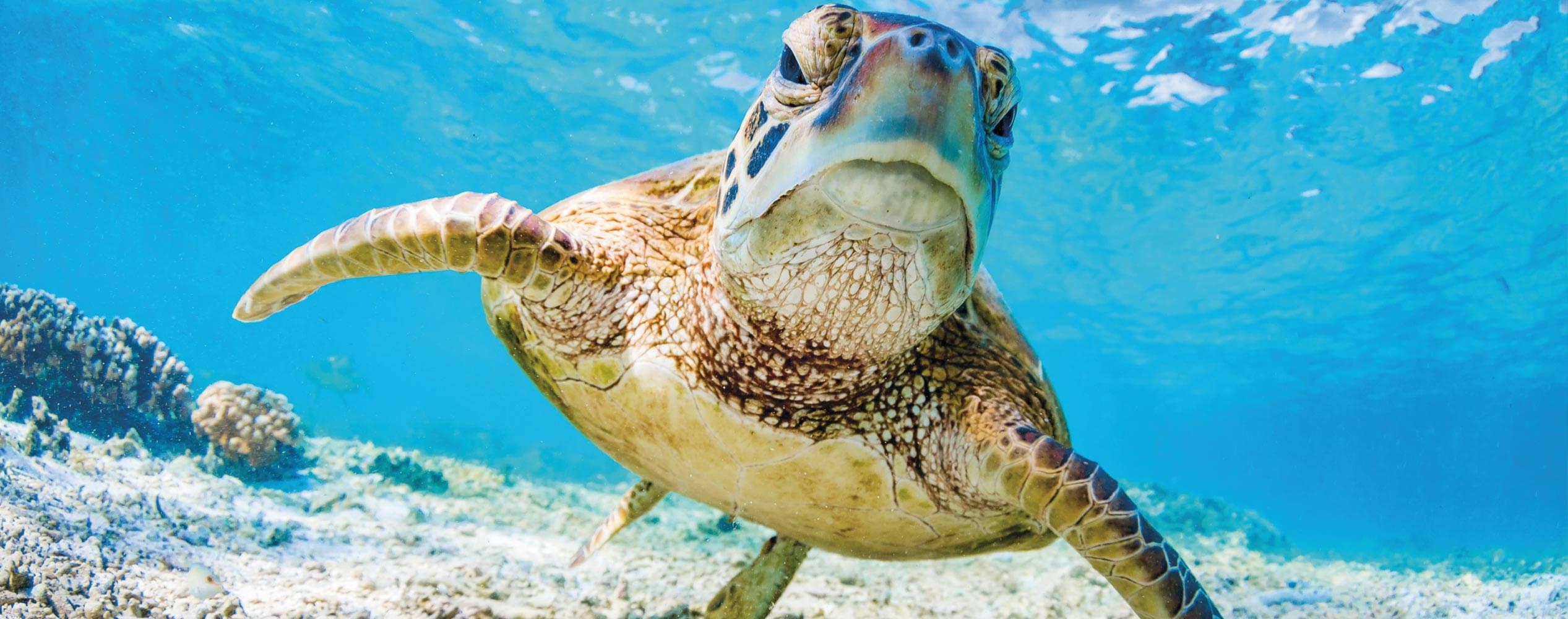 Turtle in ocean Turtle in ocean