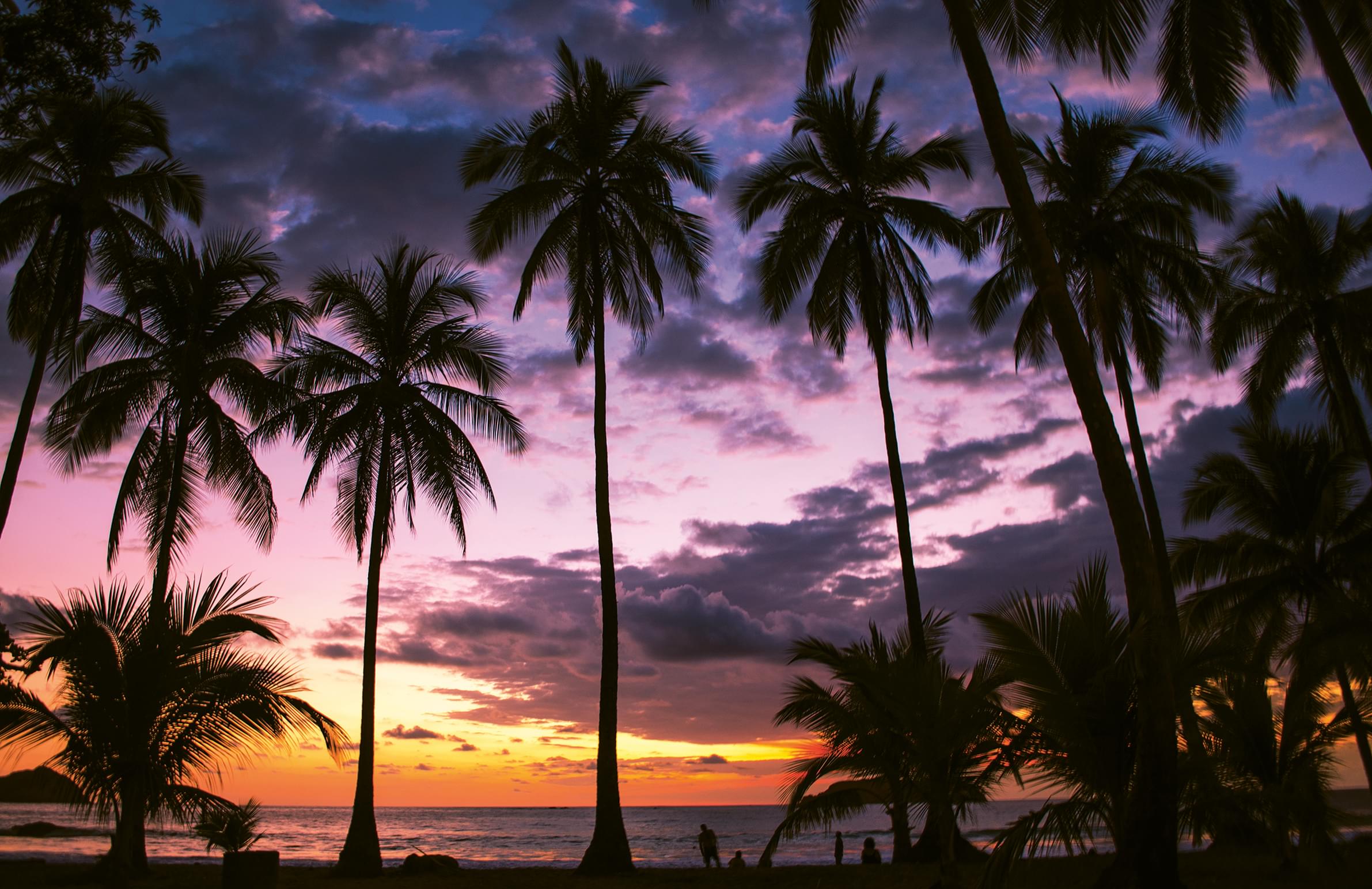 Palm trees at Sunset Palm trees at Sunset
