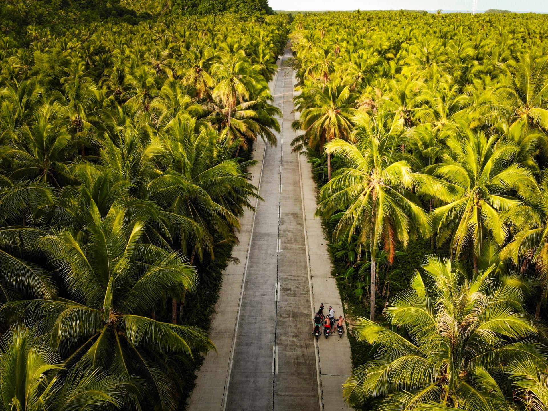 Road lined by palm trees Road lined by palm trees