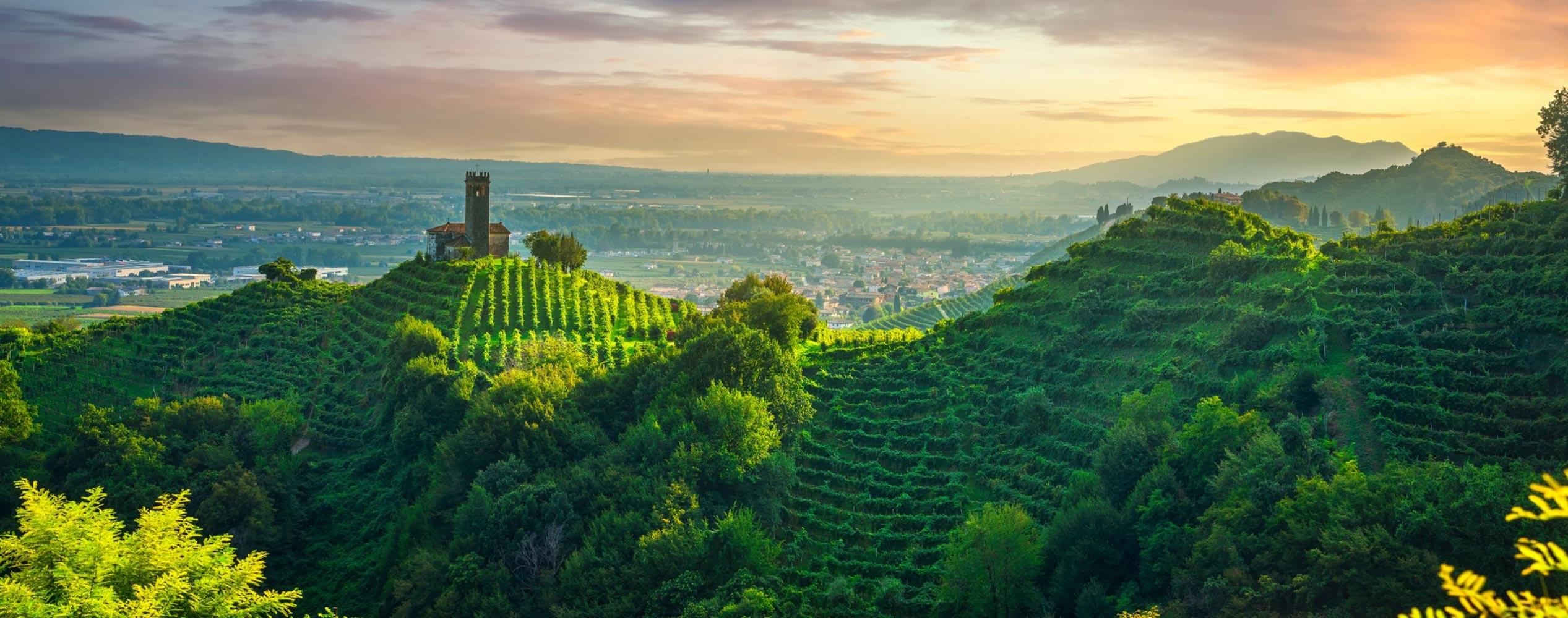 Vineyards at Sunset Vineyards at Sunset