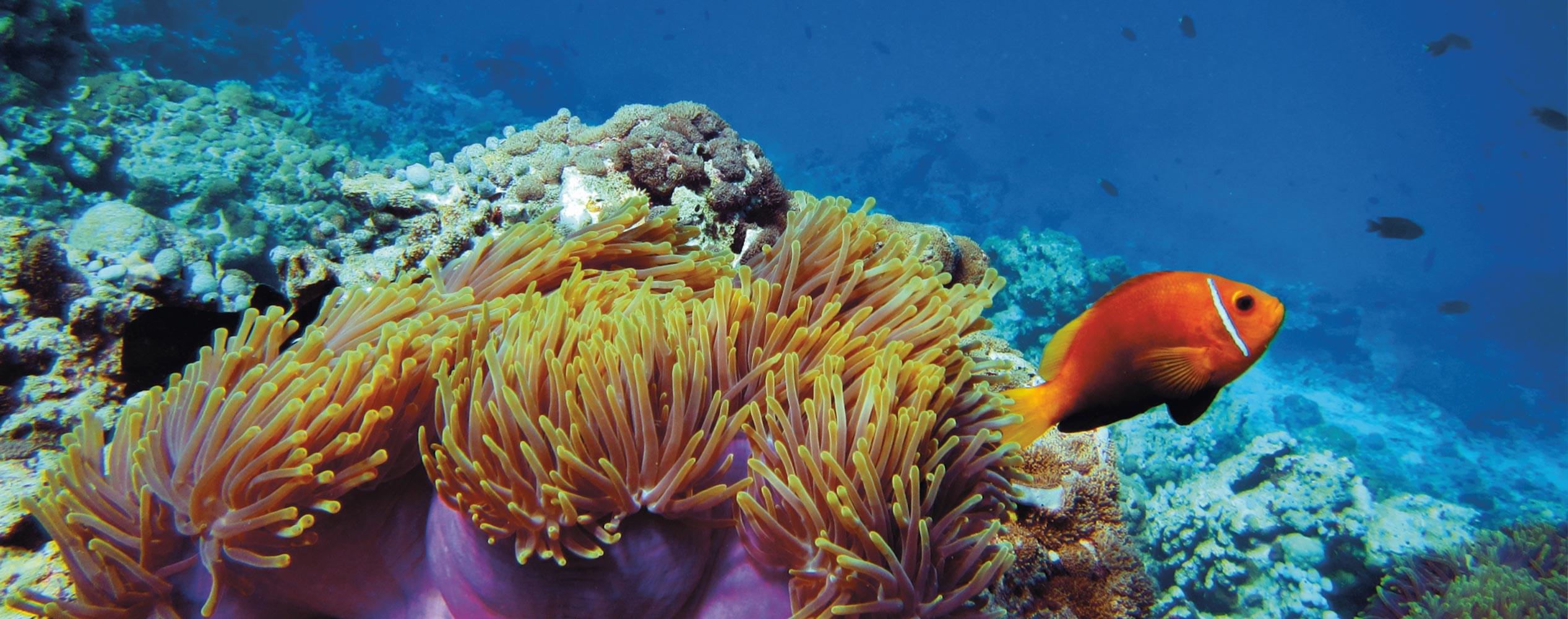 Fish in coral reef Fish in coral reef