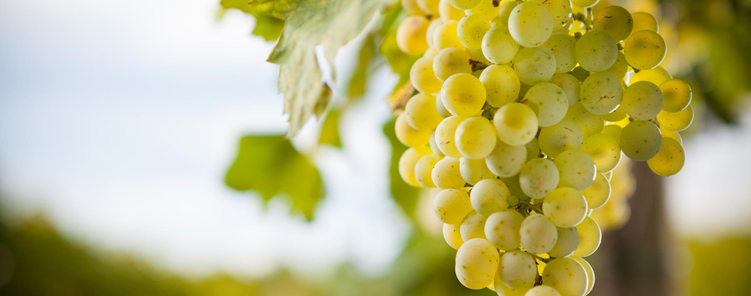 White Grapes in Vineyard White Grapes in Vineyard